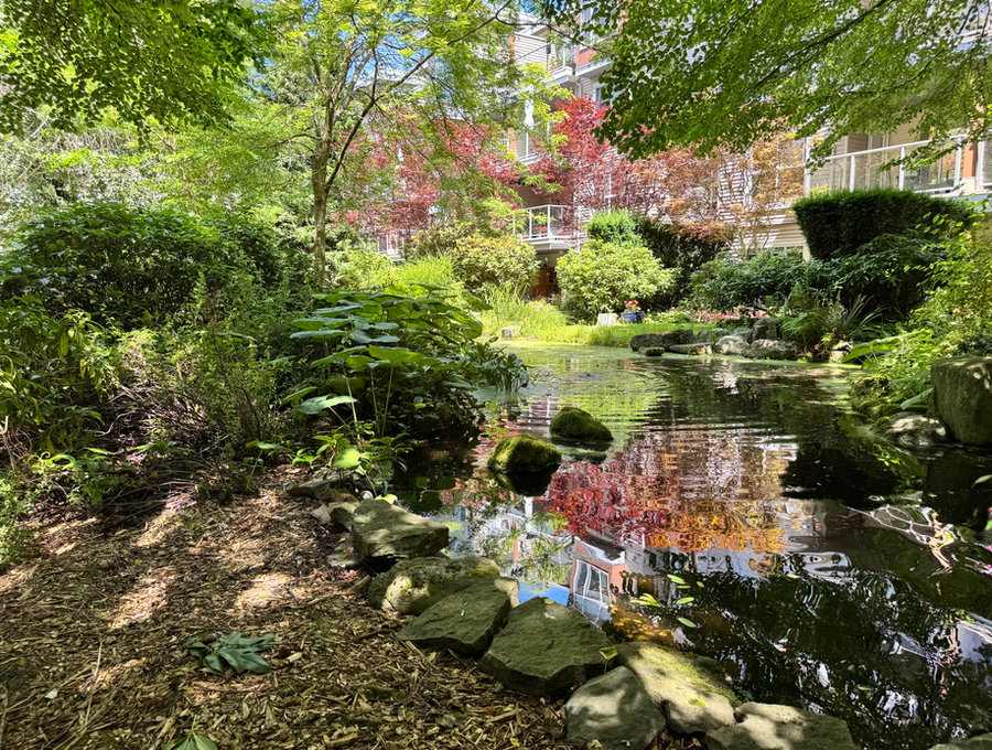 Ornamental garden with maples, stonework and a stream
