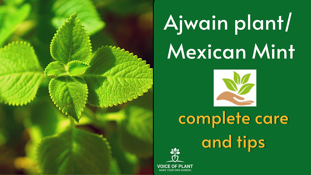 How to grow Ajwain Plant at home