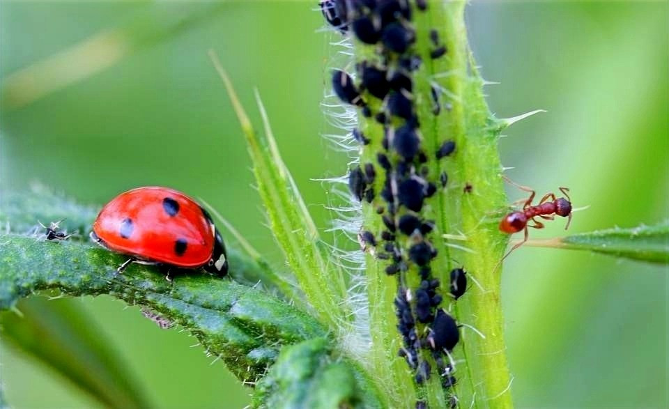 How To Remove Black Bugs From Plants