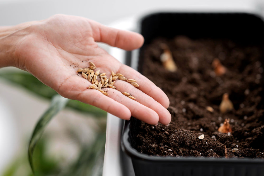 How to Germinate Seeds with hundred percent result/ Precautions in