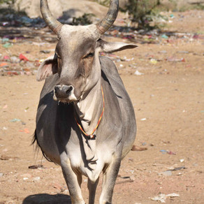 The Sacred Cow & the Bone-Setter’s Emporium