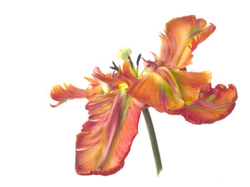 How plants changed the world