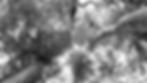 ArmBalance Trees.jpg