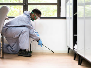Everything You Should Know About Ant Pest Control Near Arlington Heights