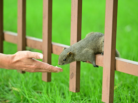 Fence Contractor in Spokane: What Winter Prep Looks Like