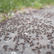 ant control