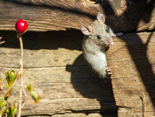 rodent control