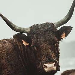 Tavola disegno 3_3x.png