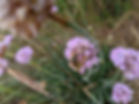 Bee on thrift.jpg