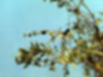 The Flood, olive branches
