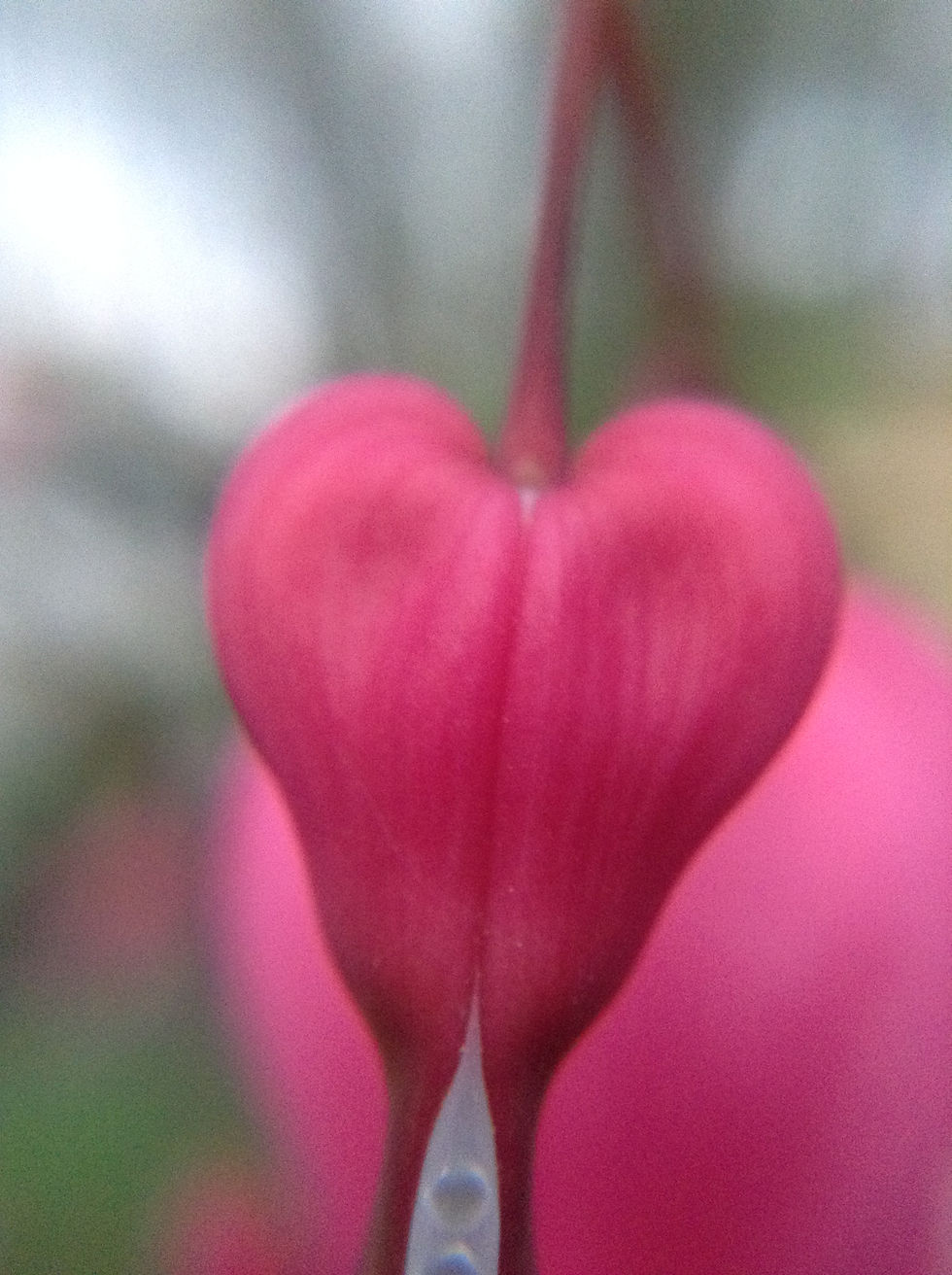 Bleeding Heart