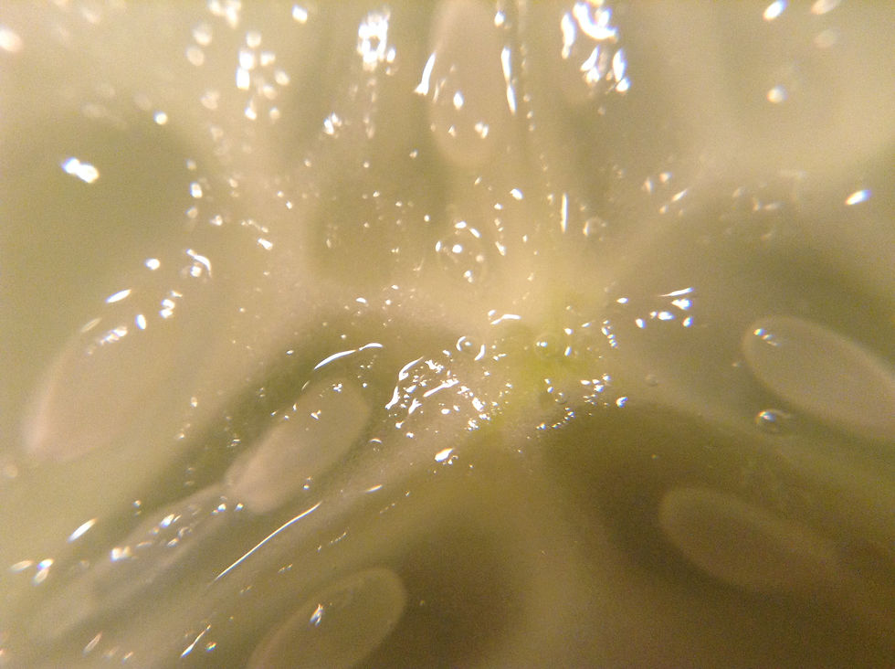 Cucumber