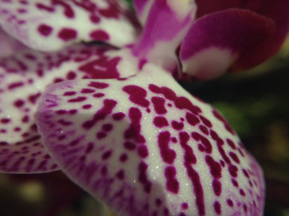 Orchid