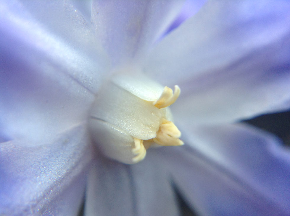 Flower Center