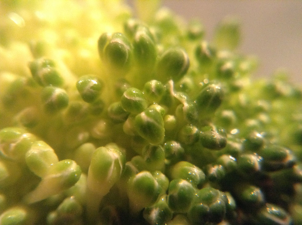 Broccoli