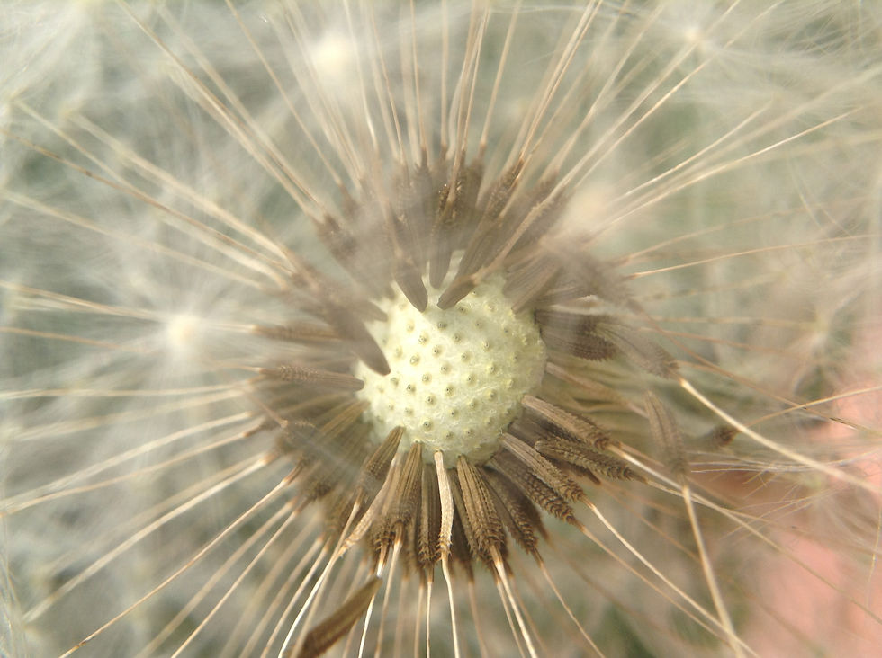 Dandelion
