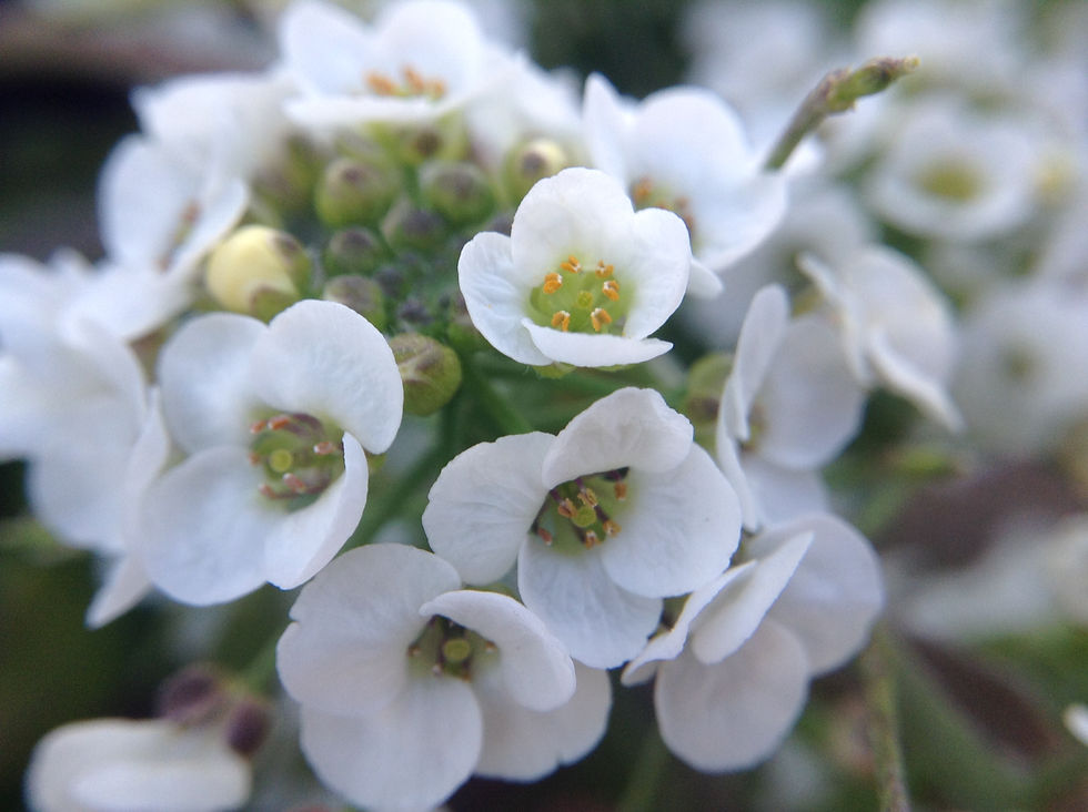 Flower Cluster