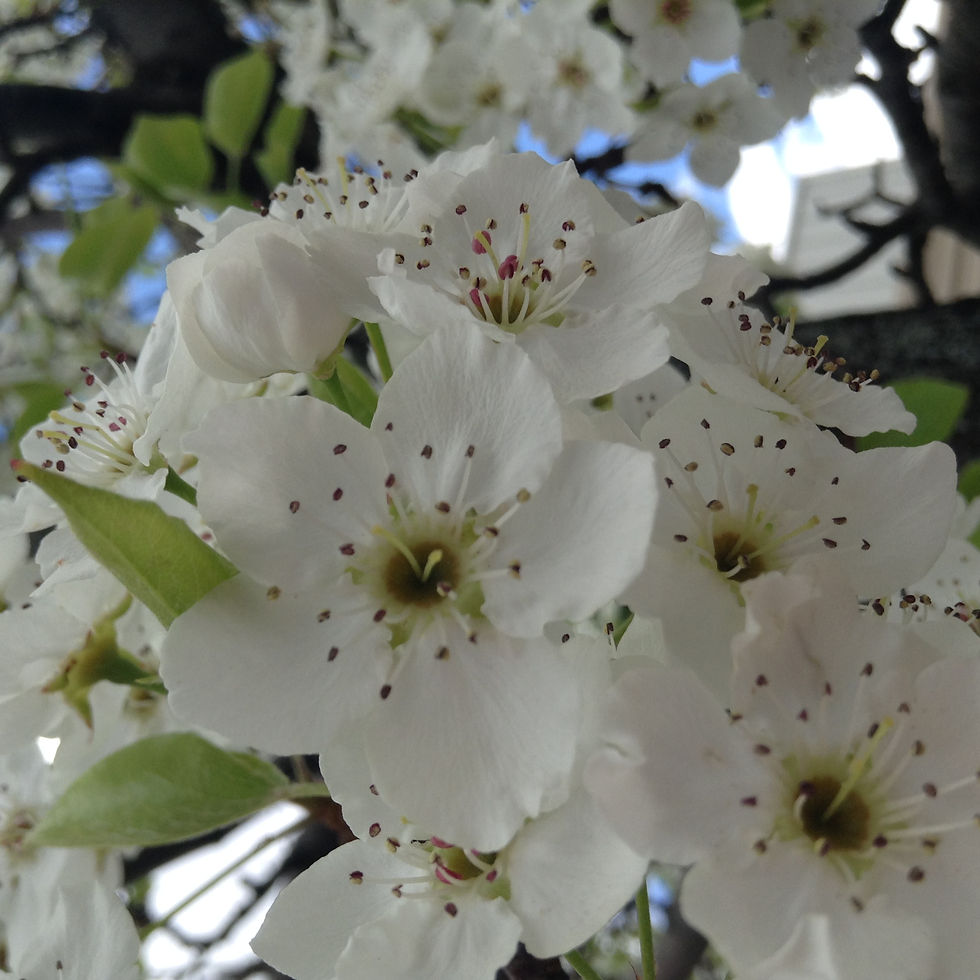 White Flower