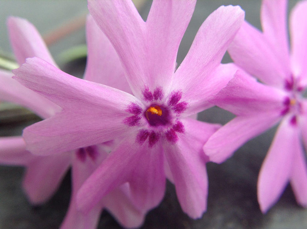Purple Flower