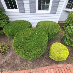 shrub trimming.jpeg