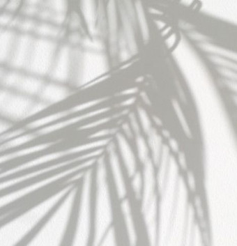 palm tree shadow