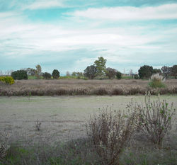 ippodromo_18.jpg