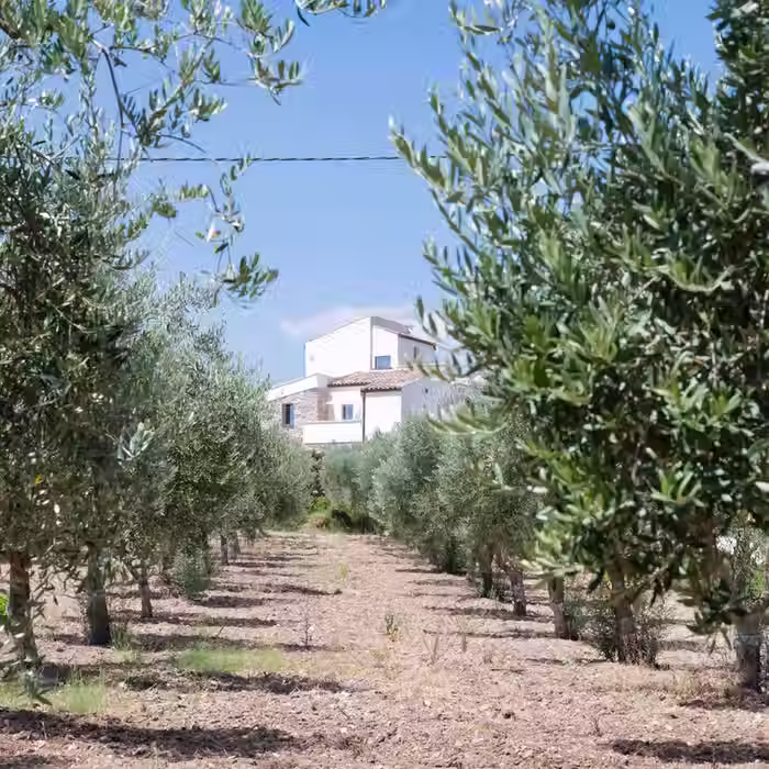 Olive oil trees