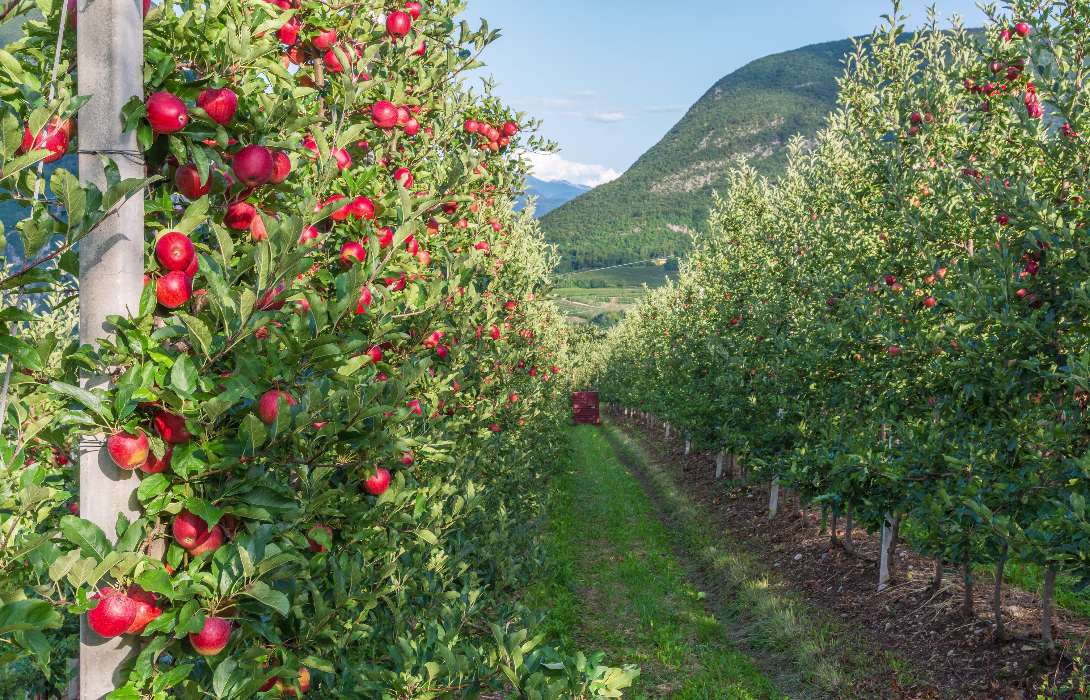 Vast apples orchard