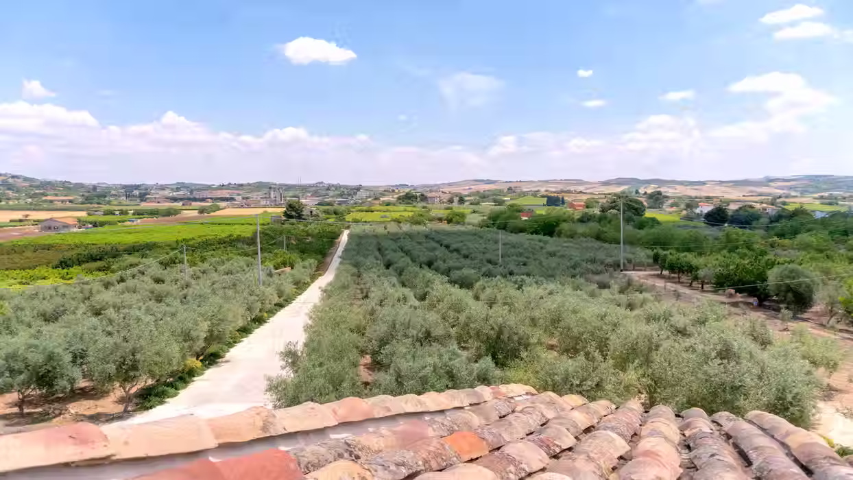 Olive oil trees