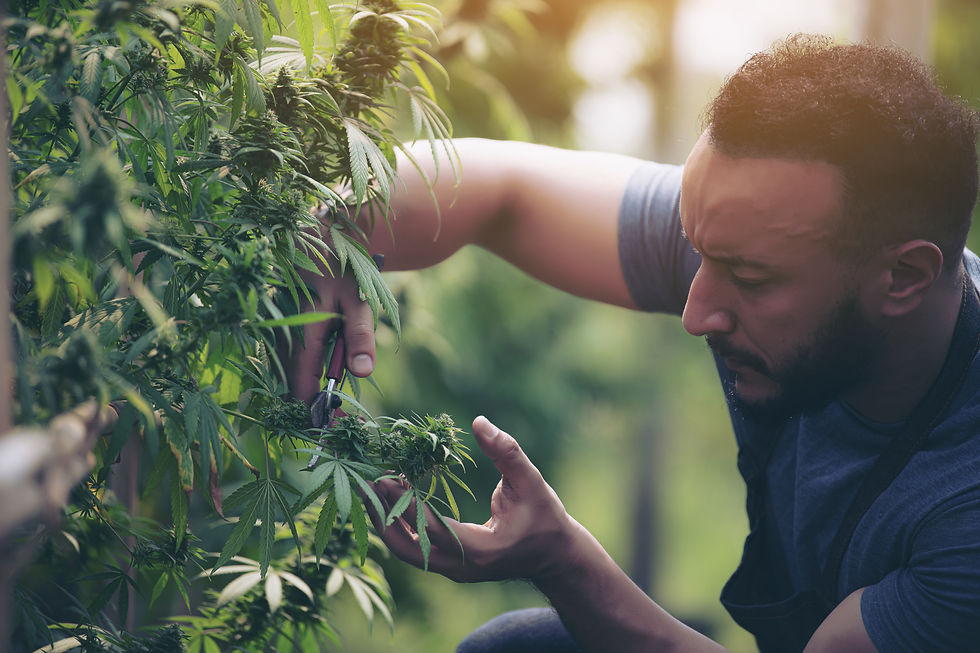 Man harvesting cannabis plant closely
