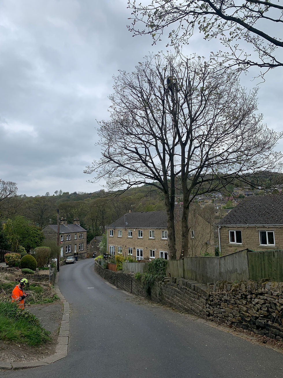 A Guide to Pruning: Unveiling the Secrets to Healthy Trees and Gardens