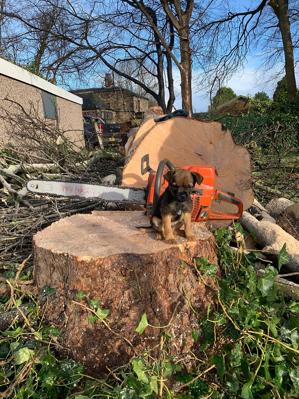 The Art and Science of Tree Surgery: Enhancing the Beauty of West Yorkshire's Landscape
