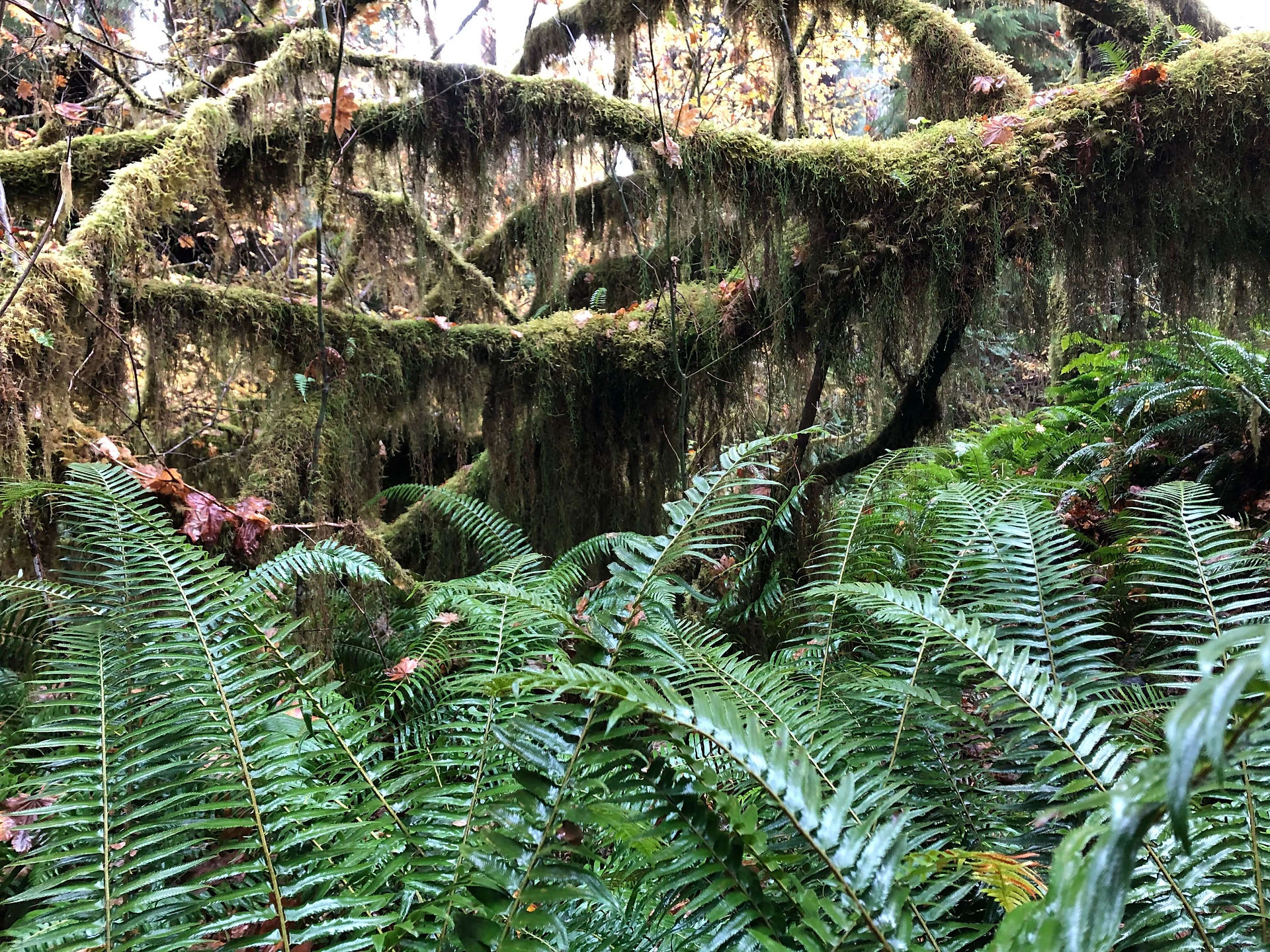 Hall of Mosses Trail, Hoh Rainforest
