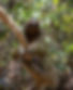 a-sloth-in-the-rainforest-of-costa-rica-2025-03-07-18-33-30-utc.jpg