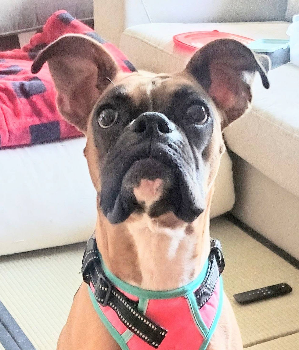 Doris