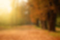 autumn-forest.jpg