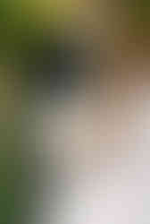 Backyard wedding ceremony in Michigan featuring greenery, white flowers, and elegant draping for an outdoor summer wedding