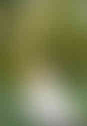 Wedding couple posing in Pine Knob Mansion gardens surrounded by early fall colors