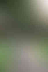 Candid engagement photos at Shepherds Hollow Golf Club