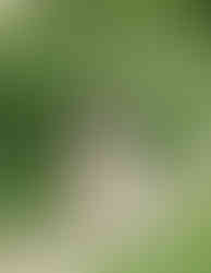 Romantic proposal setting at Nichols Arboretum, University of Michigan Arb in Ann Arbor