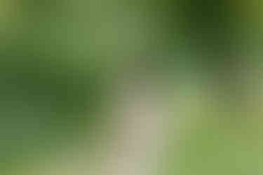 Romantic proposal setting at Nichols Arboretum, University of Michigan Arb in Ann Arbor