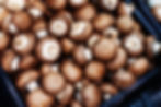 ruhhammer-zucht-wald-pilze-kunden_handel_02_WEB.jpeg