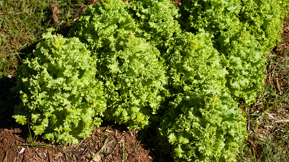 Hortaliças de inverno: os alimentos que brilham e como aproveitá-los melhor