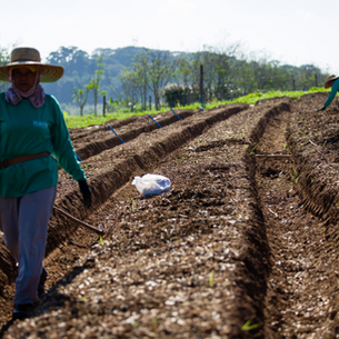 Do campo à cidade: por que o consumo de orgânicos fortalece o pequeno produtor