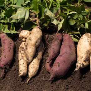 A importância das raízes e tubérculos no começo do outono