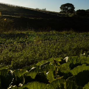 CSA: Mais do que comida, um movimento de transformação