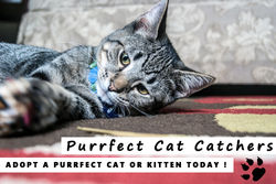 Purrfect Cat Catchers photo edit 