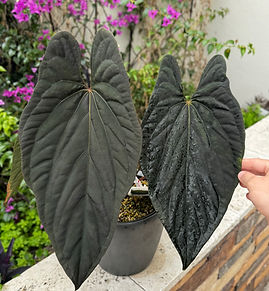 'Smaug'