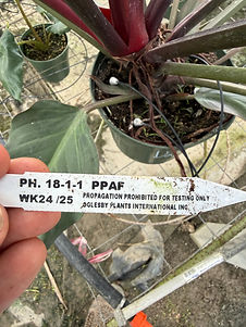 DFX_6488.JPG
