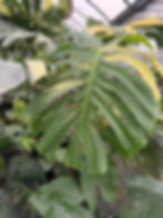 ‘Jungle Mint’